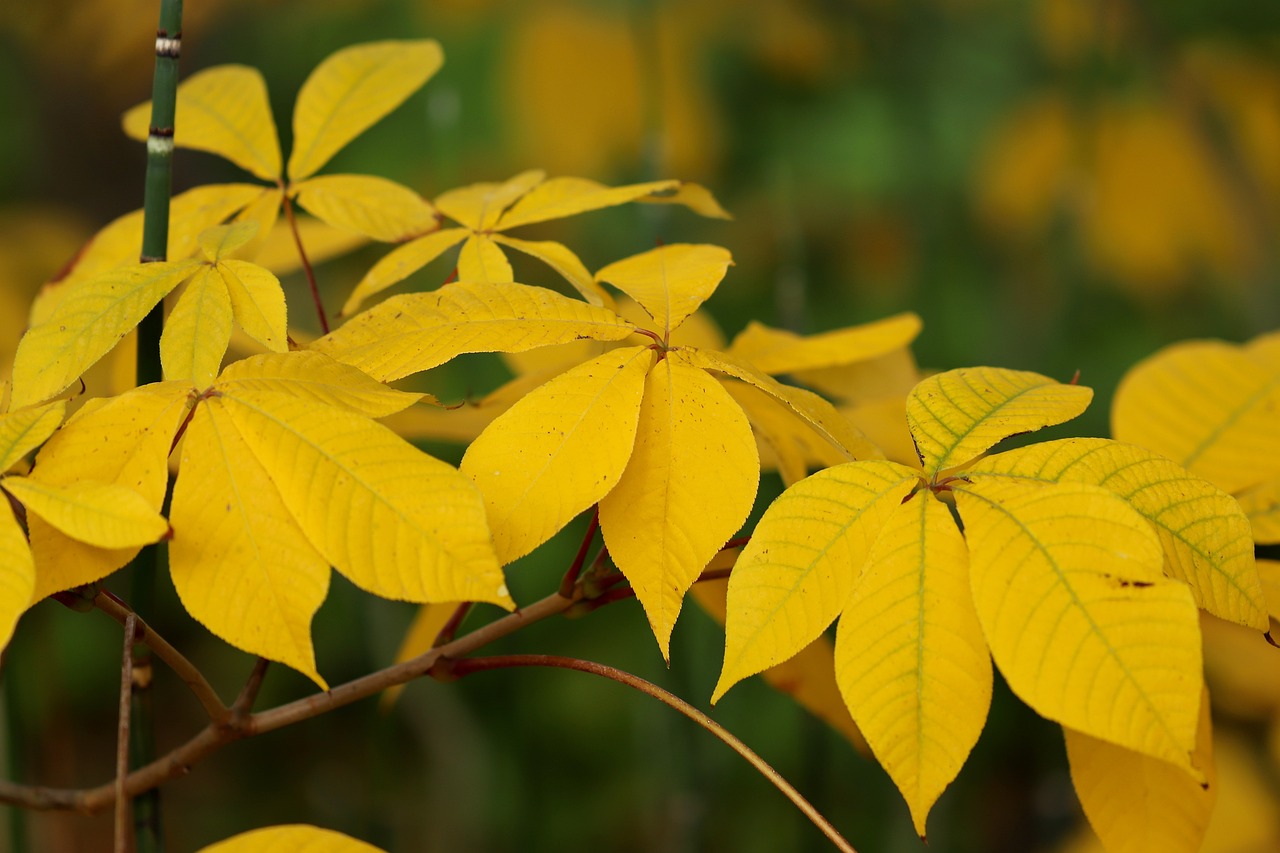 Selective Pruning for Healthy Plants